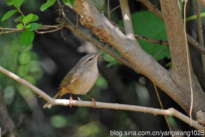 褐柳莺(7) 褐柳莺(7)