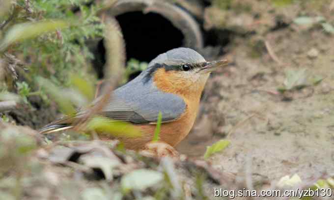 漂亮的跳跃精灵鈥斺斃醺锅[（组图）