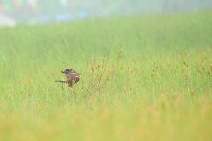 猛禽白腹鹞(生境)