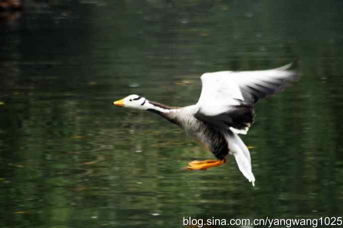 斑头雁（抓拍）3