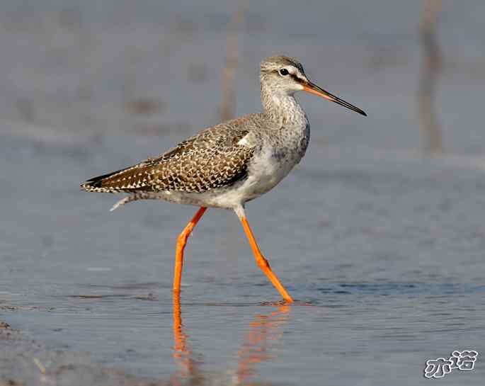 官厅水库&nbsp;wbr路&nbsp;wbr鹤鹬和青脚鹬