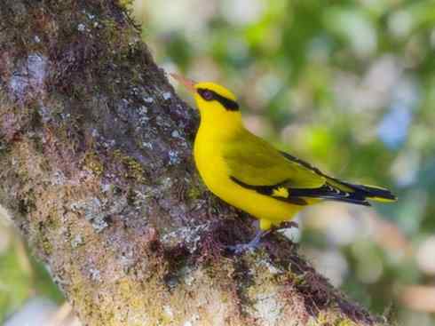 家禽驯化之源之三十一