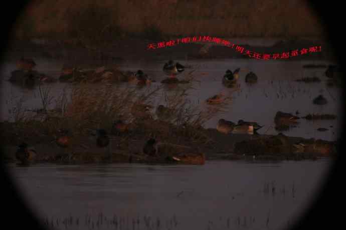 崇明东滩湿地公园观鸟记