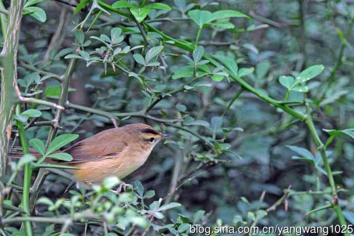 黑眉苇莺 黑眉苇莺