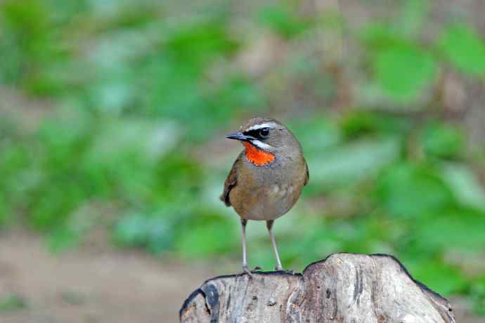 北京天坛公园的鸟类——雄性红喉歌鸲（4）