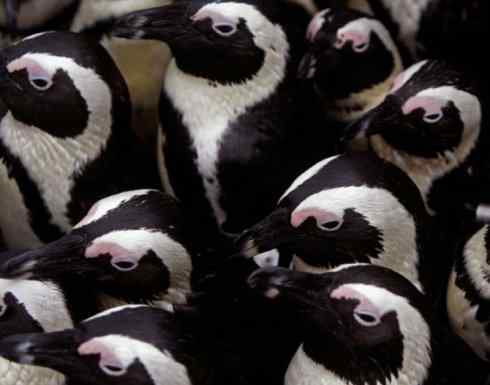 鸟类之最:巴布亚企鹅 鸟类之最:巴布亚企鹅