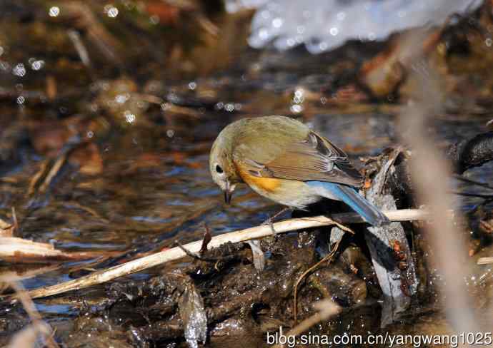 雌性红胁蓝尾鸲(31) 雌性红胁蓝尾鸲(31)
