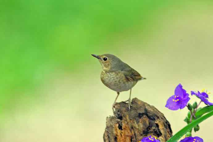 雌性蓝歌鸲与紫露草（3）