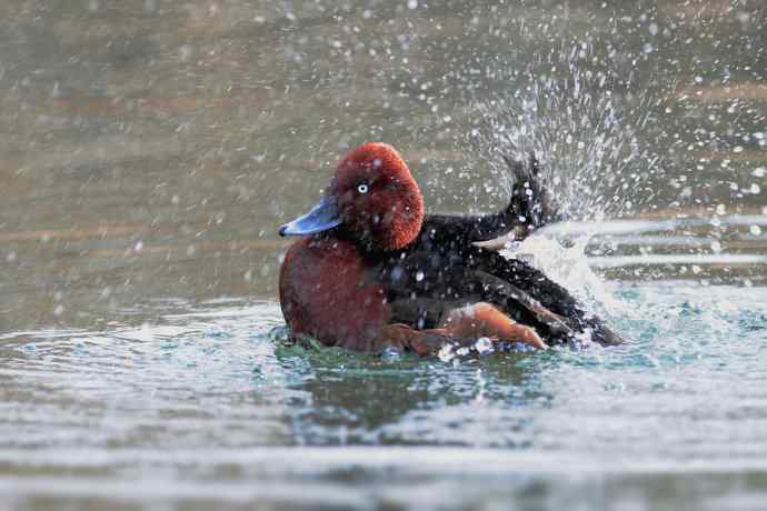 稻香湖的潜鸭☆