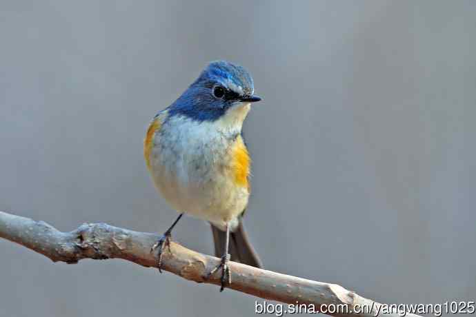 雄性红胁蓝尾鸲(28) 雄性红胁蓝尾鸲(28)