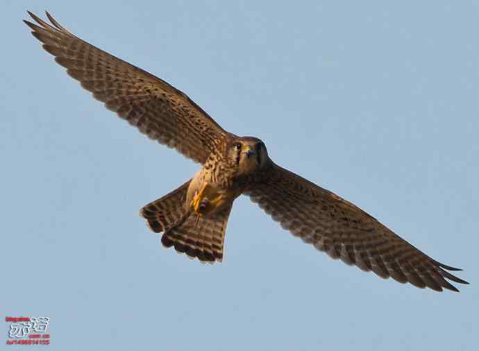 官厅水库&nbsp;wbr路&nbsp;wbr难得一见之红隼空中吃鼠