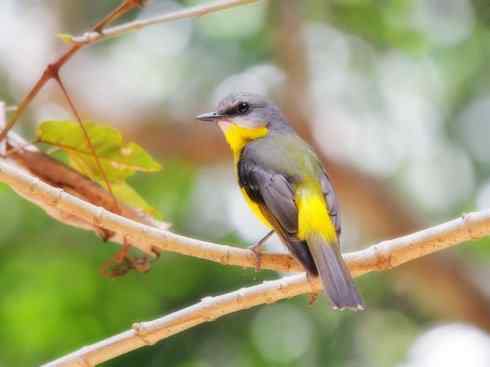 雀鸟也彪悍：霓裳飘舞（绶带）