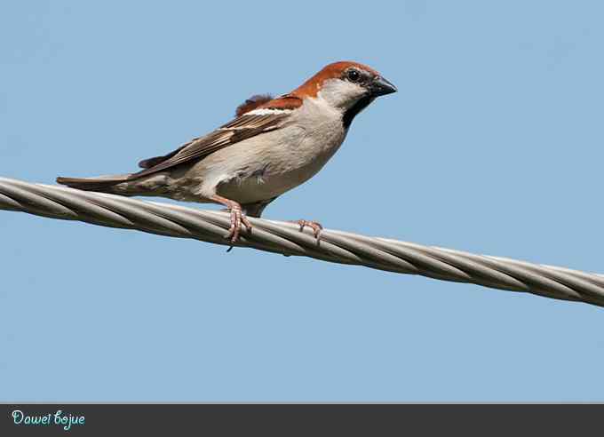 蓝矶鸫和沿河城的那些鸟