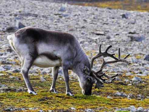 自然奇观：动物大迁徙(北美驯鹿长征)