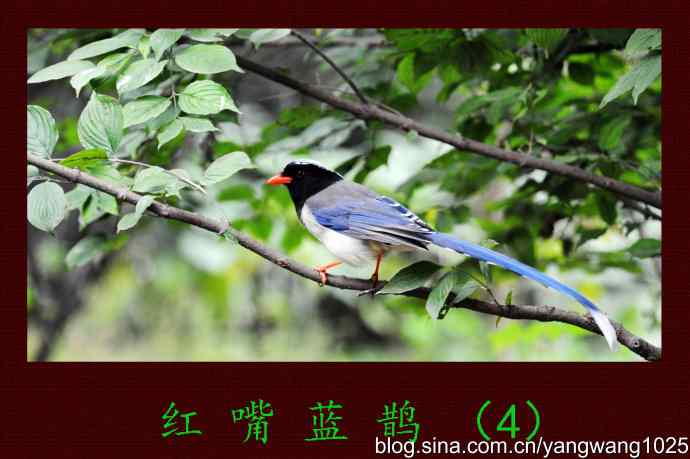 红嘴蓝鹊（4）