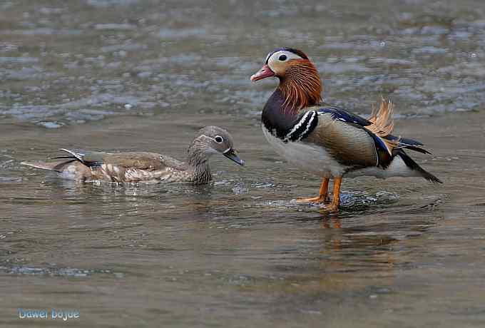 白河六月几只鸟　