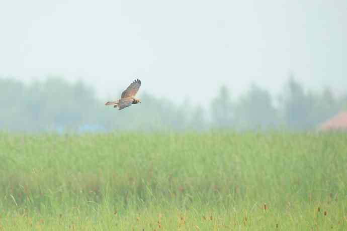 猛禽白腹鹞(生境)