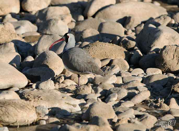 白河峡谷 wbr路 wbr鹮(huán wbr)嘴鹬(yù) 白河峡谷 wbr路 wbr鹮(huán wbr)嘴鹬(yù)