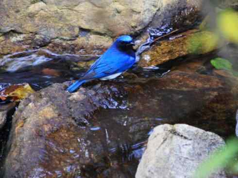 美丽无罪：雀鸟之姬鹟