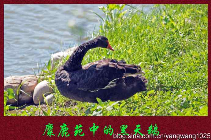 北京麋鹿苑的鸟类——麋鹿苑中的黑天鹅