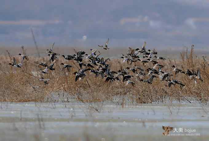 野鸭湖：白枕鹤与雁鸭群飞的春天写意