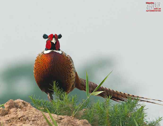 衡水湖&nbsp;wbr路&nbsp;wbr雉鸡