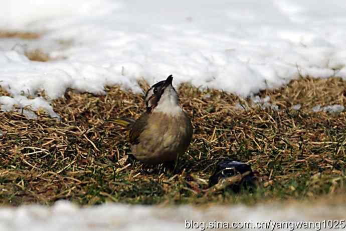 白头鹎（尘封版）