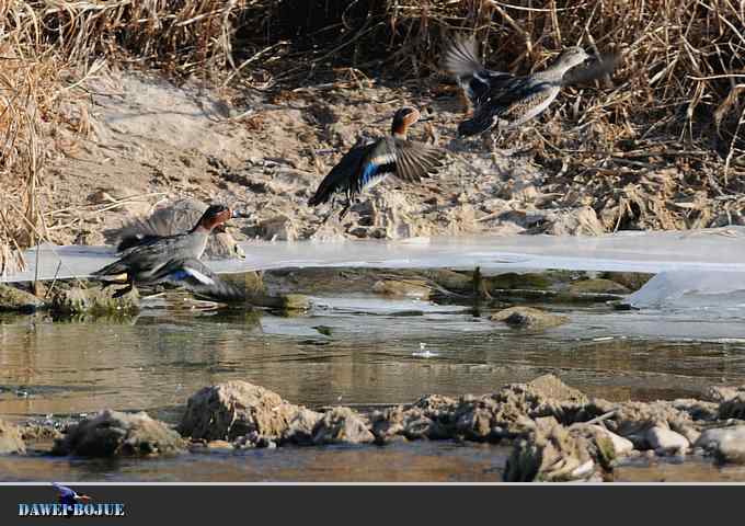 【新鸟】针尾鸭和白河湾的几只鸟