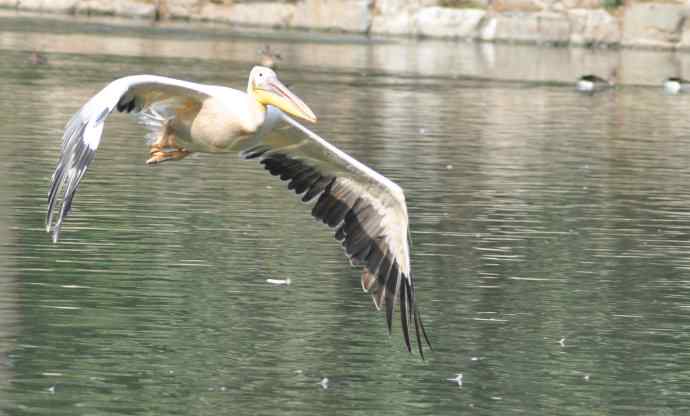 再拍大鹈鹕 wbr wbr4