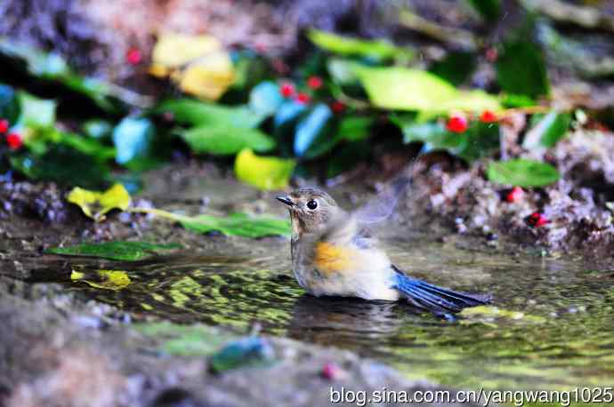 雌性红胁蓝尾鸲（50）