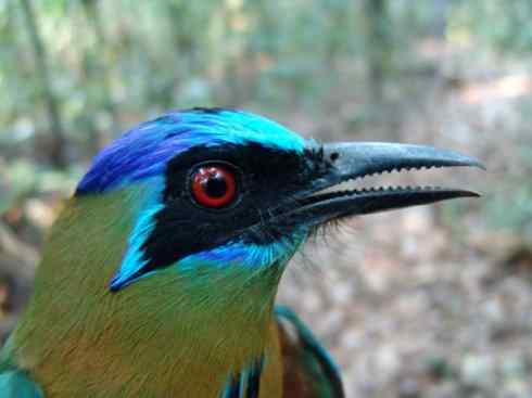 绝色攀禽：佛法僧目之翠鴗