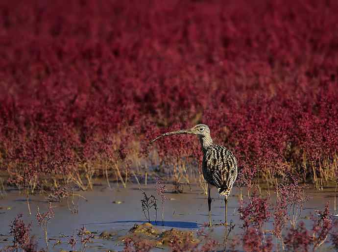大美盘锦的风光和野鸟 大美盘锦的风光和野鸟