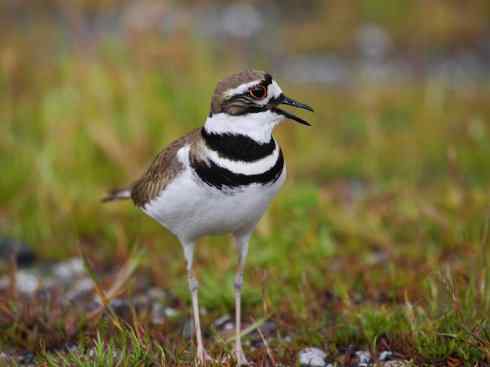 鸟类之最:北美金鸻
