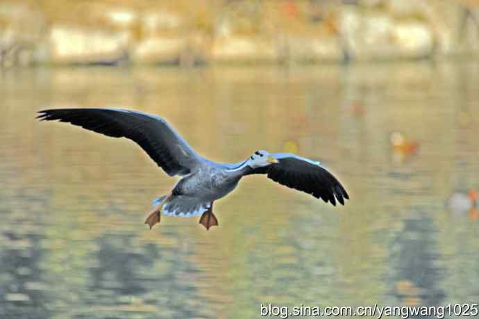斑头雁（抓拍）