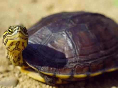 玄武：传说的兽原型探秘（潮龟）