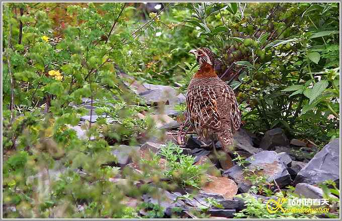 记录高原山鹑&bull;矛纹草鹛&bull;栗腹矶鸫【照片】