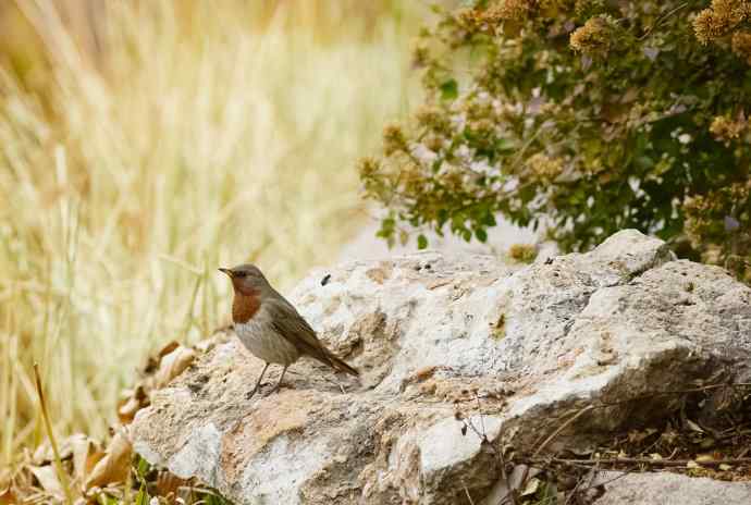 收获菜鸟也开心 收获菜鸟也开心