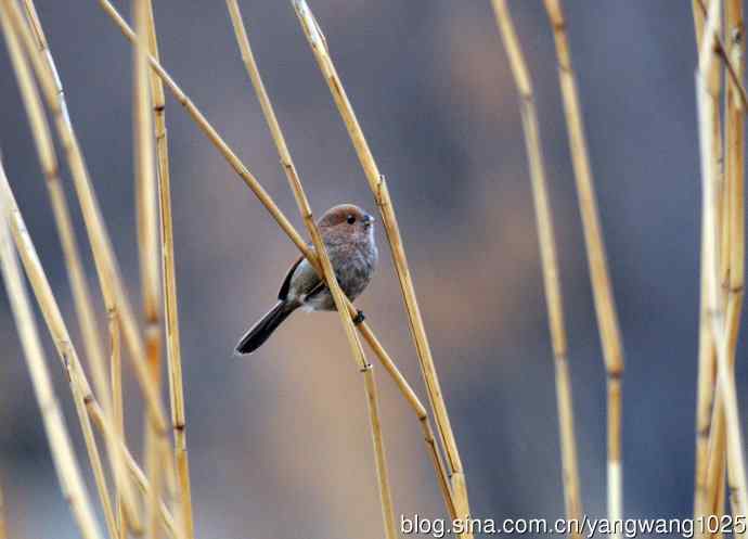 棕头鸦雀(3) 棕头鸦雀(3)