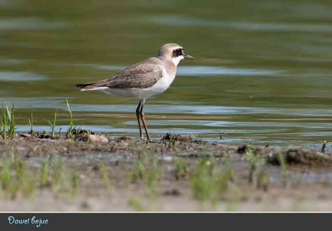 蒙古沙鸻和红喉鹨