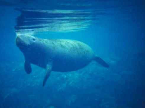 美人鱼：传说的兽原型探秘（海牛）