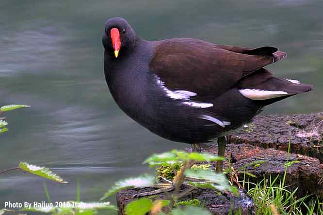 【亚平宁半岛之旅 wbr. wbr趣拍黑水鸡】