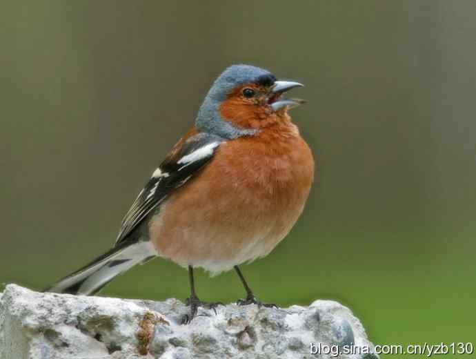 苍头燕雀标准像（组图，12张图片）