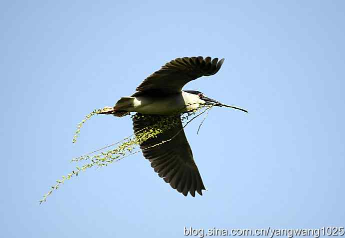 建家筑巢（夜鹭）