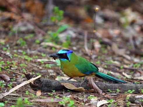 绝色攀禽：佛法僧目之翠鴗