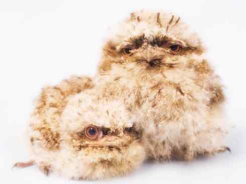 猎奇：奇特的鸟喙之十