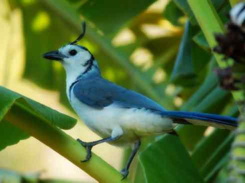 美丽无罪：雀鸟之绿鹊