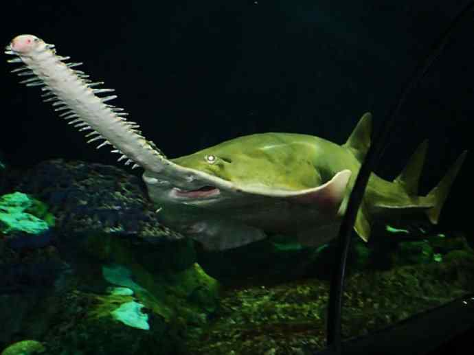 鱼类活化石:锯鳐 鱼类活化石:锯鳐