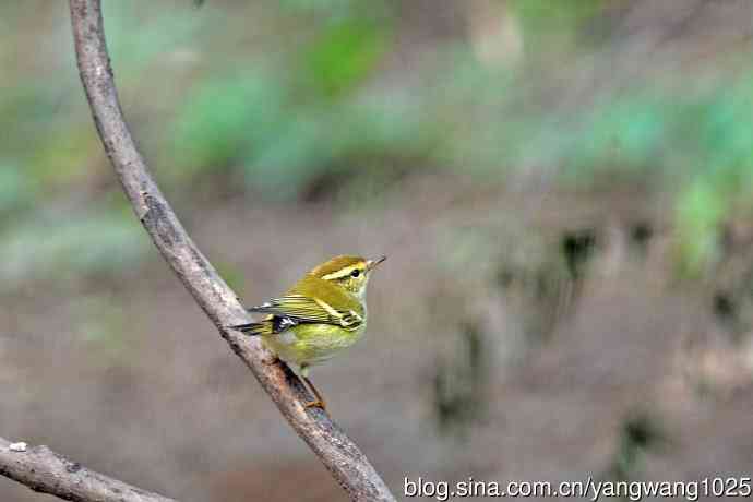 黄眉柳莺（26）