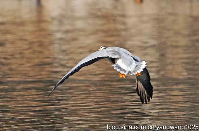 斑头雁（抓拍）14