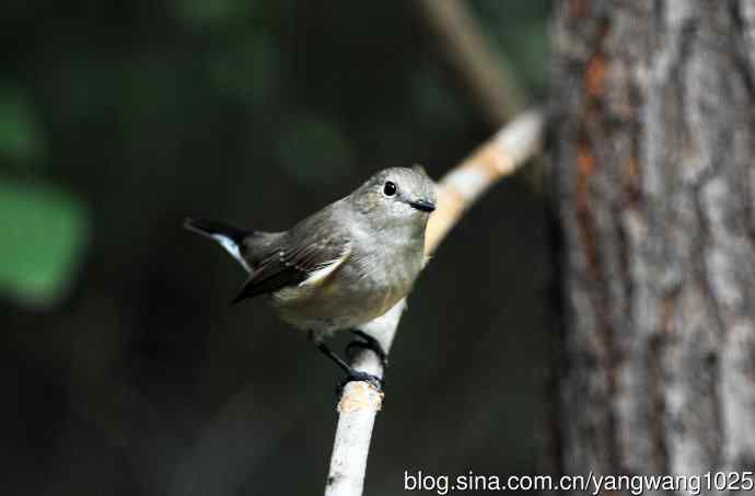 红喉姬鹟(22) 红喉姬鹟(22)